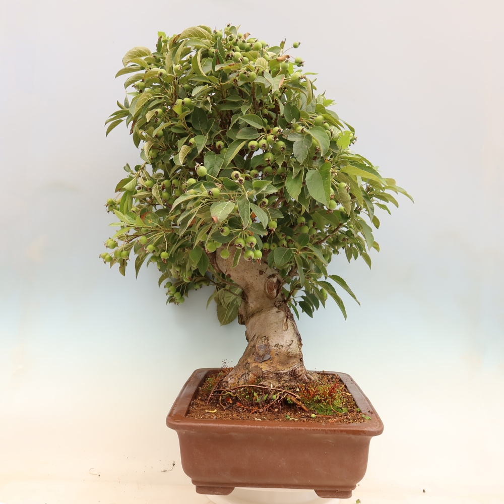Outdoor-Bonsai -Malus halliana - Kleinfrüchtiger Apfelbaum