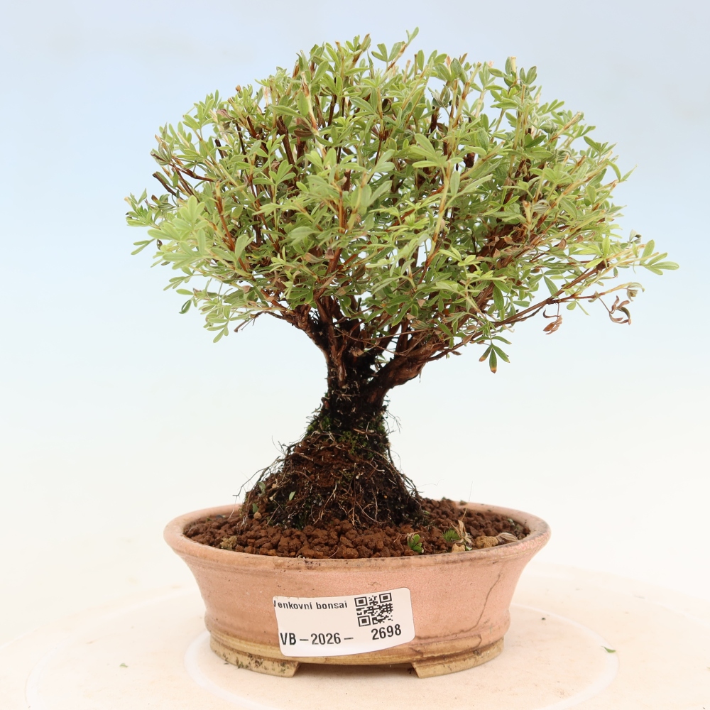 Bonsai für den Außenbereich – Strauch-Fingerkraut – Potentilla fruticosa „Goldkissen“