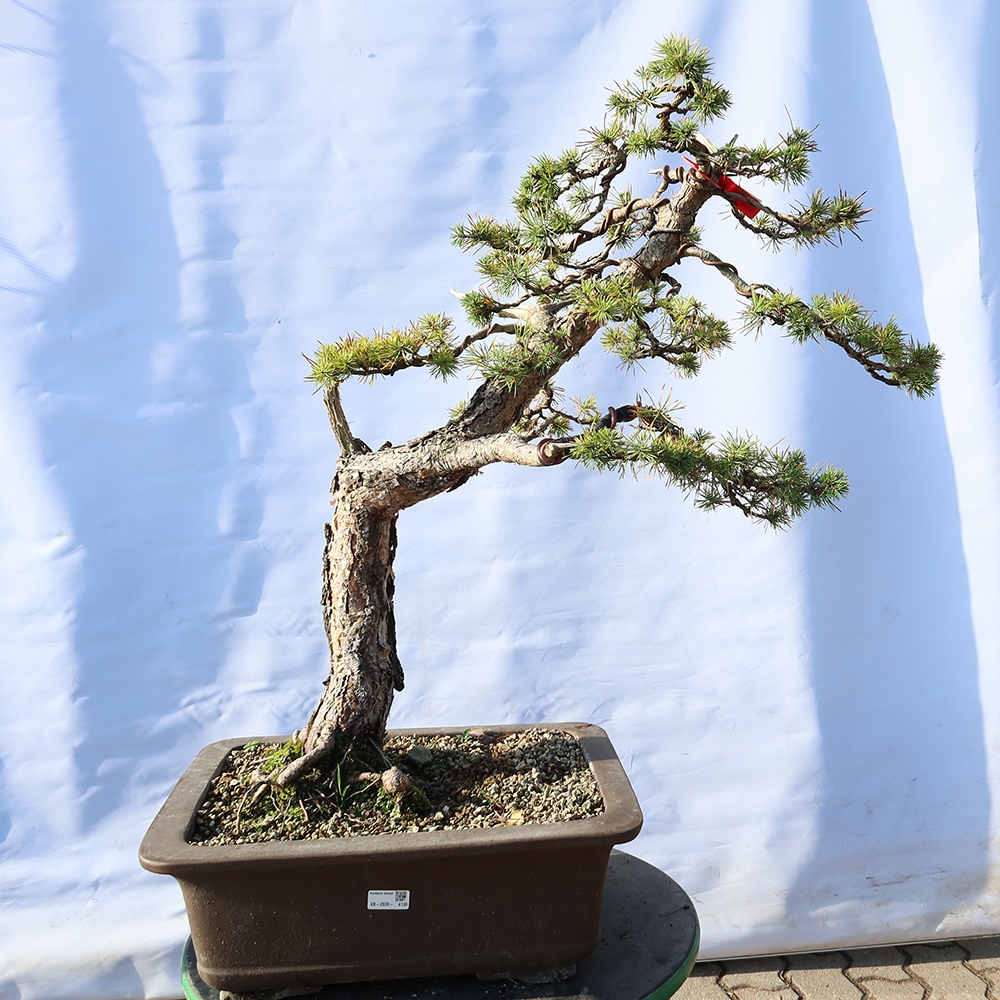 Pinus sylvestris Spanien – Waldkiefer