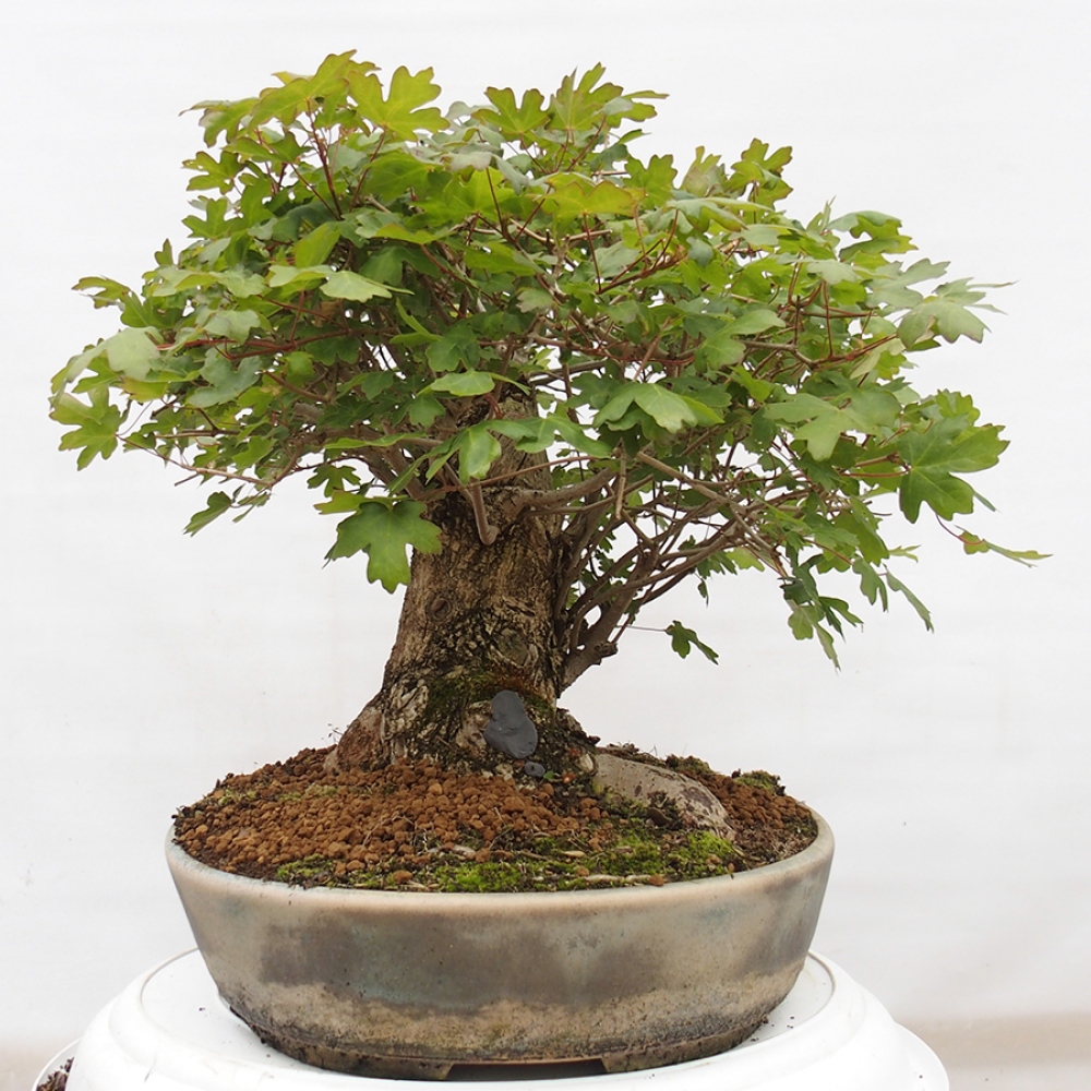 Bonsai für draußen -Javor babyka - Acer campestre