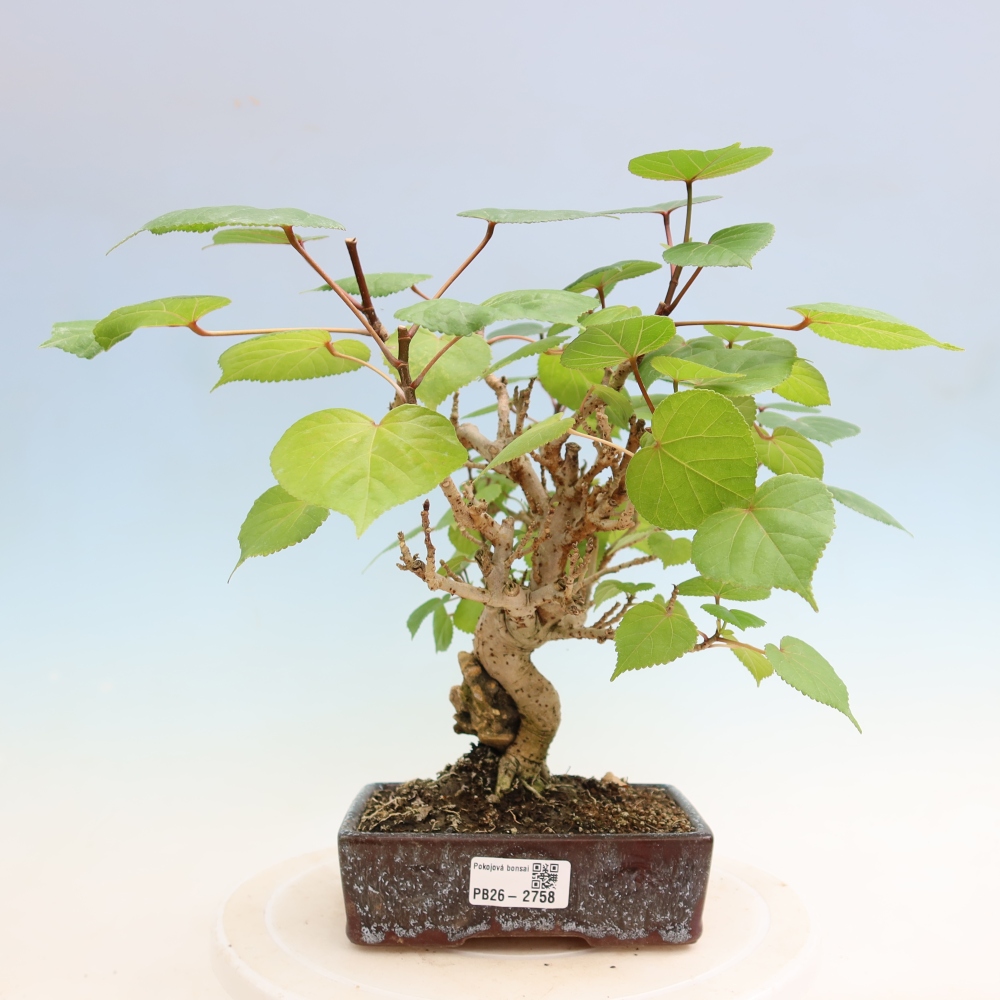 Zimmerbonsai - Hibiscus tiliaceus - Meeres-Hibiskus