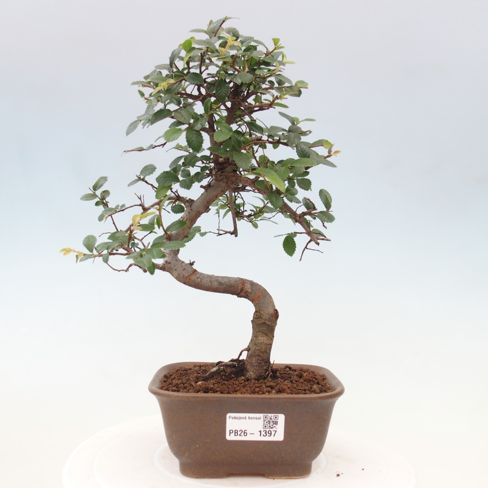 Zimmerbonsai - Ulmus parvifolia - Kleinblättrige Ulme