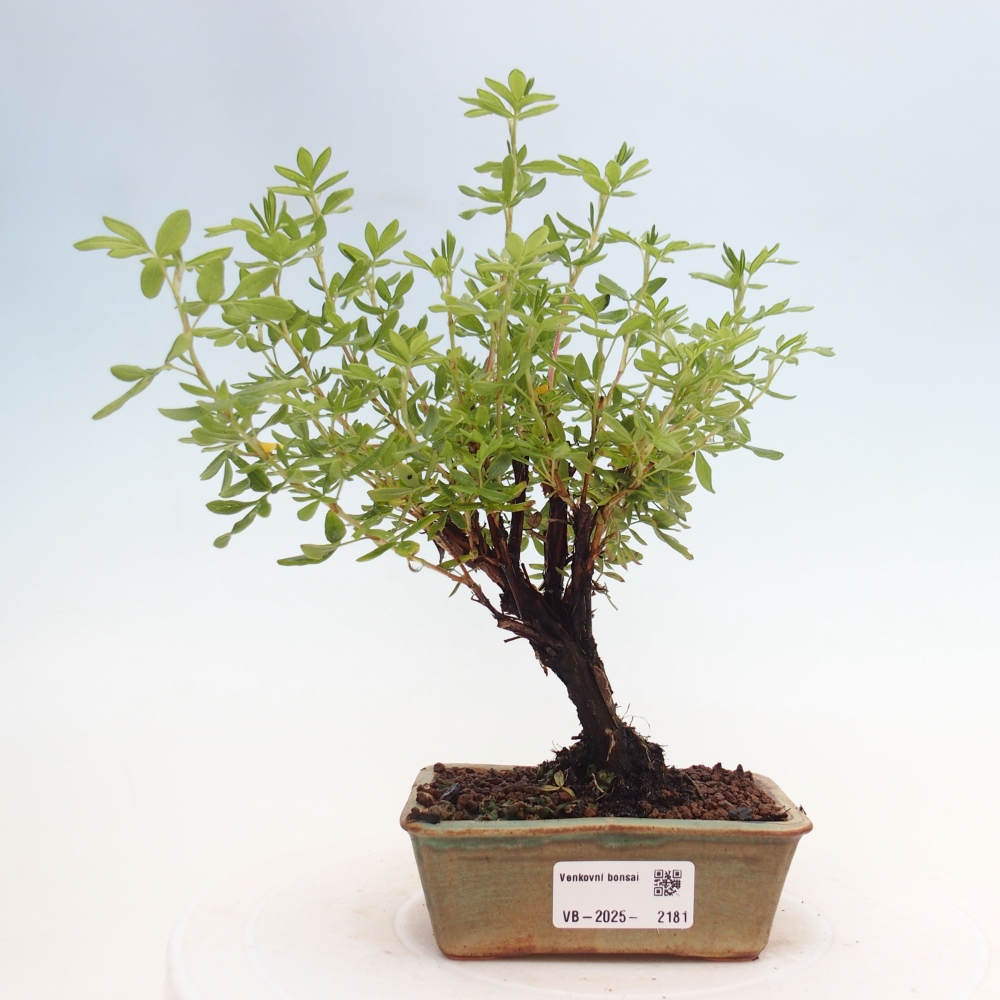 Bonsai für draußen - Potentila fruticosa gelber Vogel