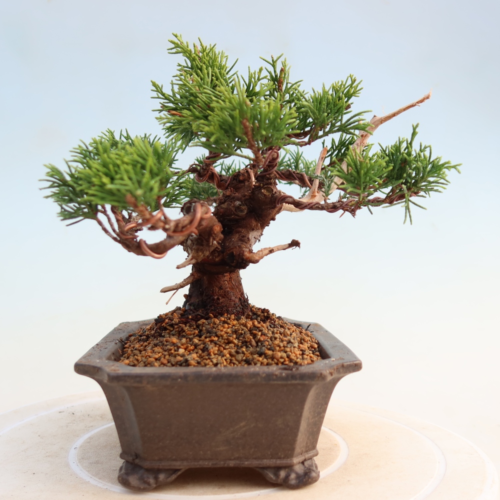 Bonsai für draußen - Juniperus chinensis Itoigawa