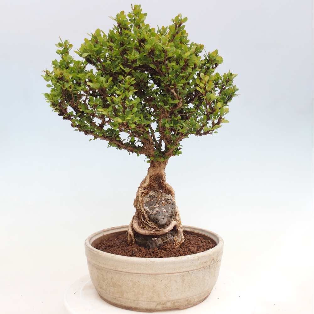 Bonsai für draußen - Berberis coreana