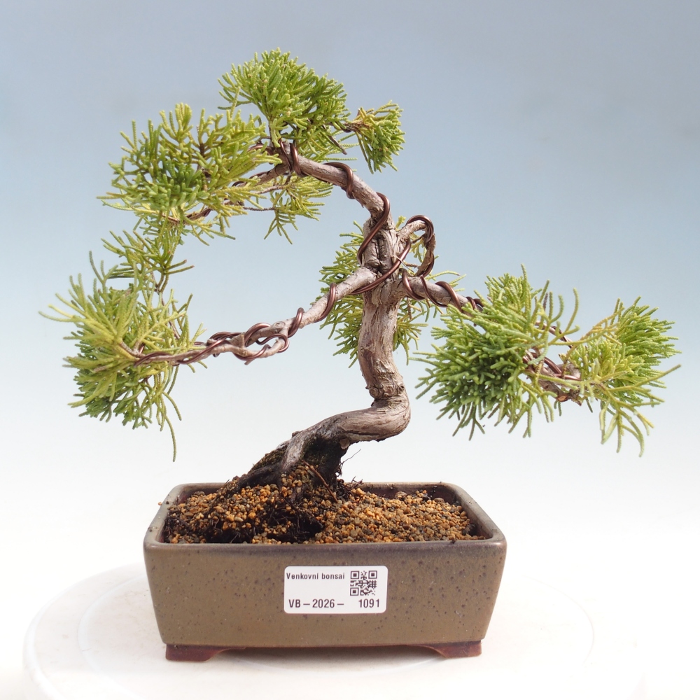 Bonsai für draußen - Juniperus chinensis Kishu