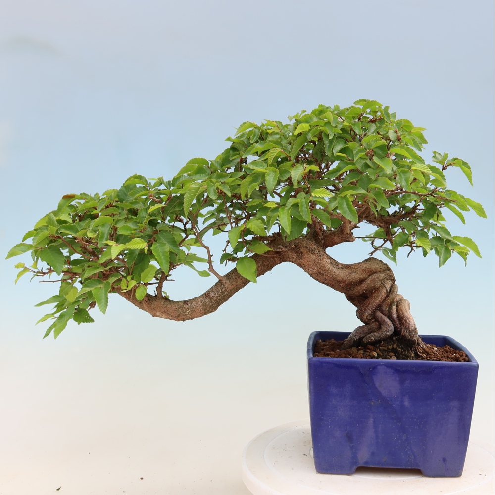 Bonsai für draußen - Karpinus Coreana - Koreanische Hainbuche