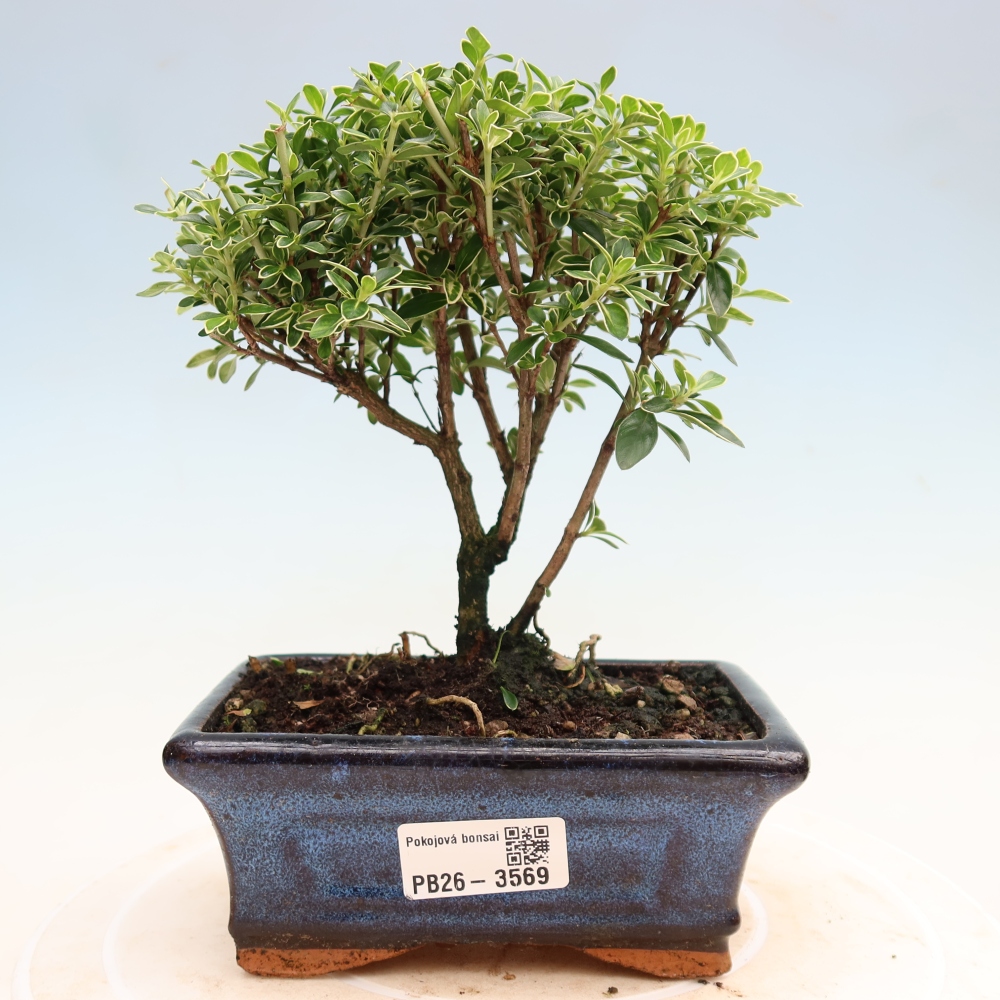 Zimmerbonsai - Serissa foetida Variegata - Baum der Tausend Sterne