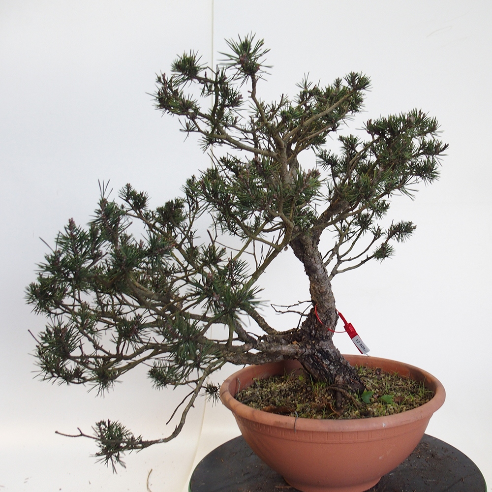 Yamadori - Pinus sylvestris Spanien
