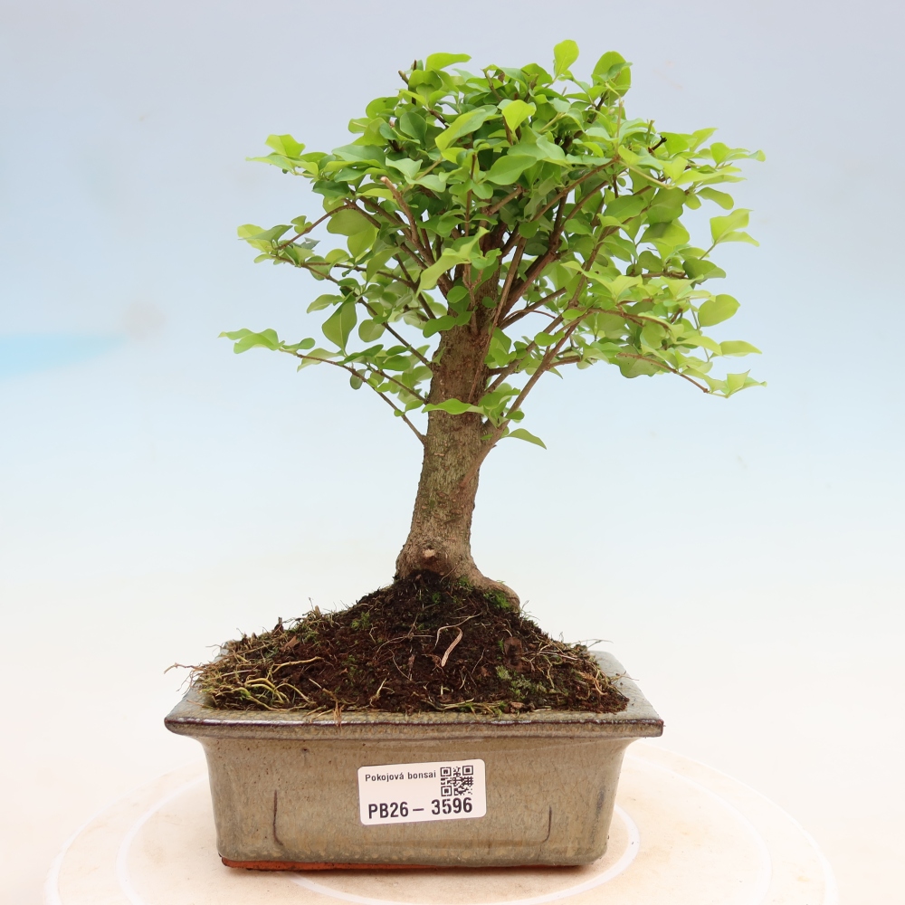 Zimmer Bonsai -Ligustrum chinensis - Vogelschnabel