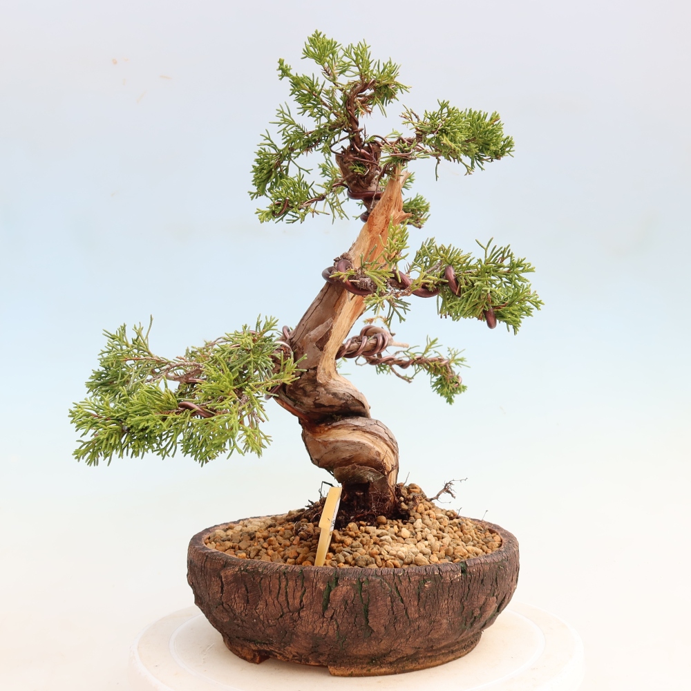 Bonsai für draußen - Juniperus chinensis Itoigawa-Juniperus chinensis