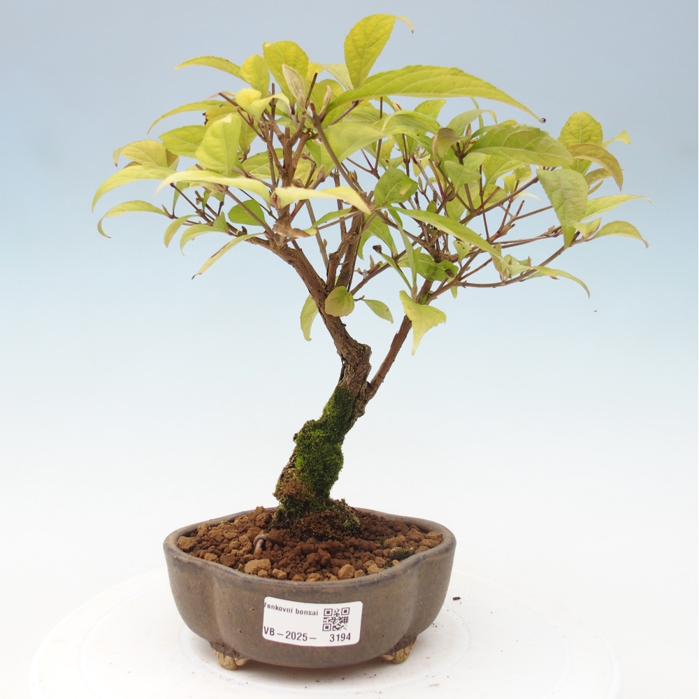 Bonsai für draußen - Callicarpa japonica