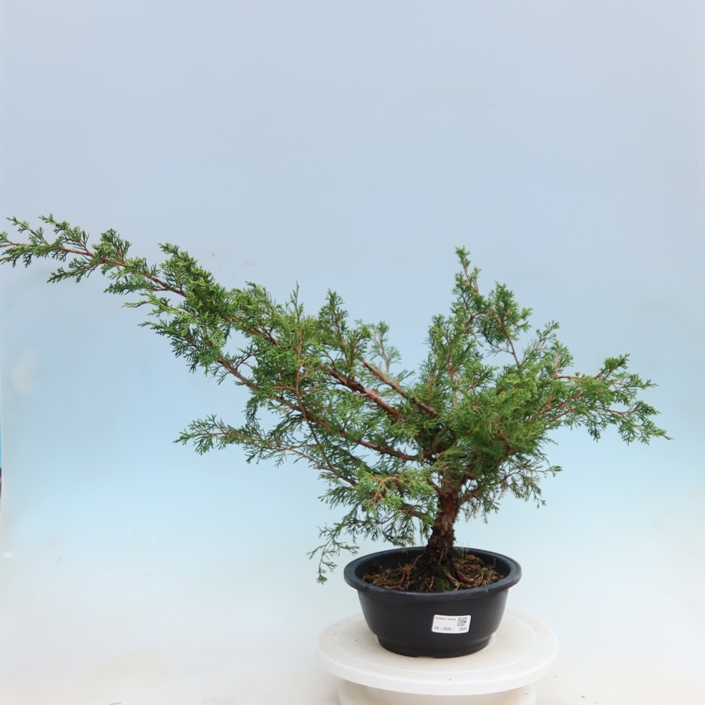Bonsai für den Außenbereich – Juniperus chinensis Itoigawa – Chinesischer Wacholder