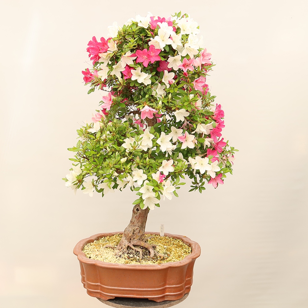 Bonsai für draußen - Japanische Azalee - Azalee Sayaka