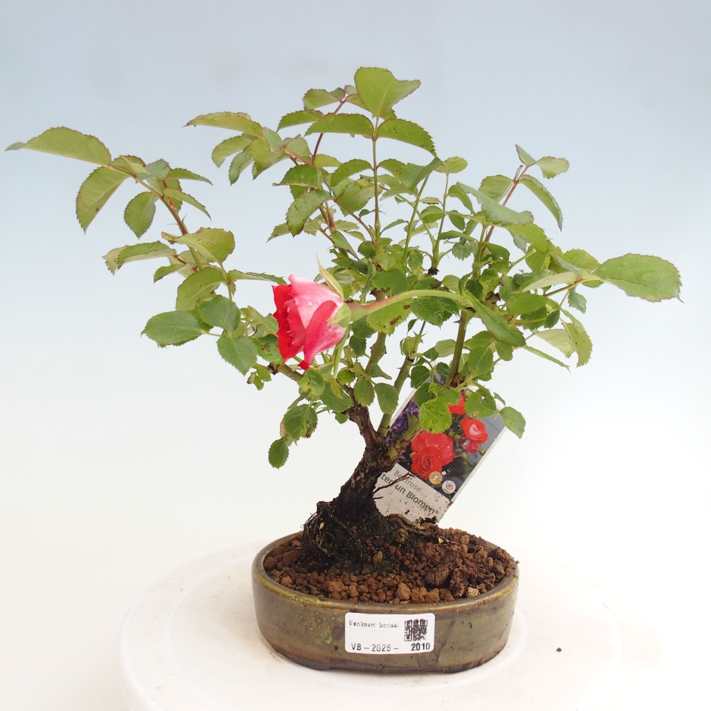 Bonsai für draußen - Rosa Kordes - Rose