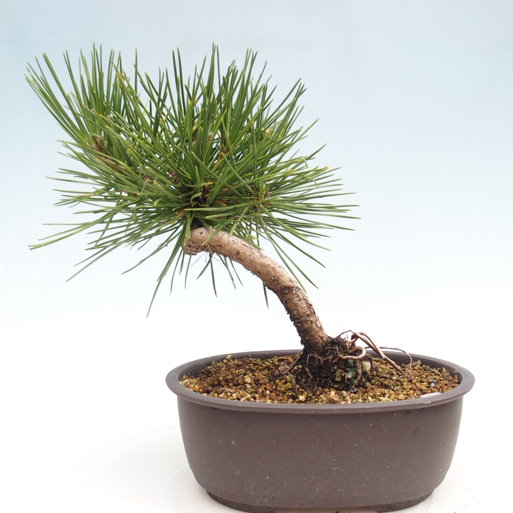 Bonsai für draußen - Pinus thunbergii - Thunberg-Kiefer