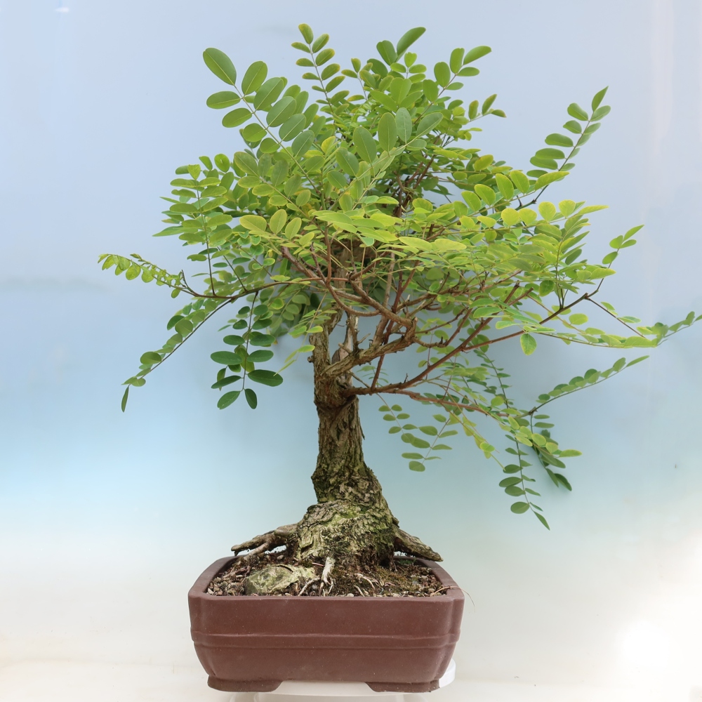 Bonsai für draußen - Dorn-Akazie - Robinia pseudoacacia