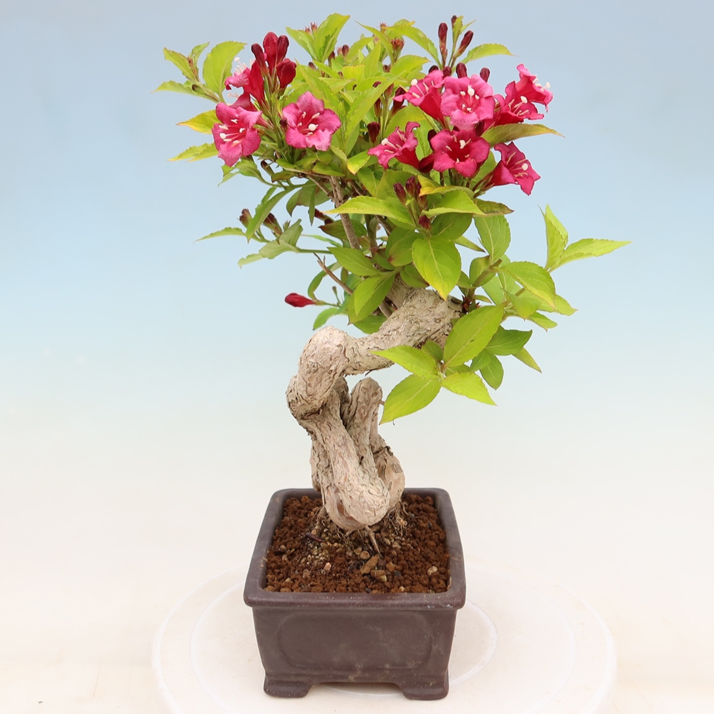 Freiland-Bonsai – Weigela subsessilis – Koreanische Weigela