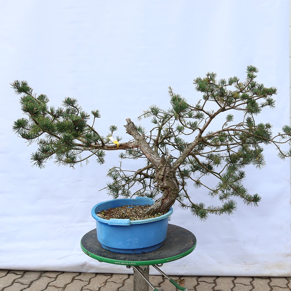 Pinus sylvestris Spanien – Waldkiefer