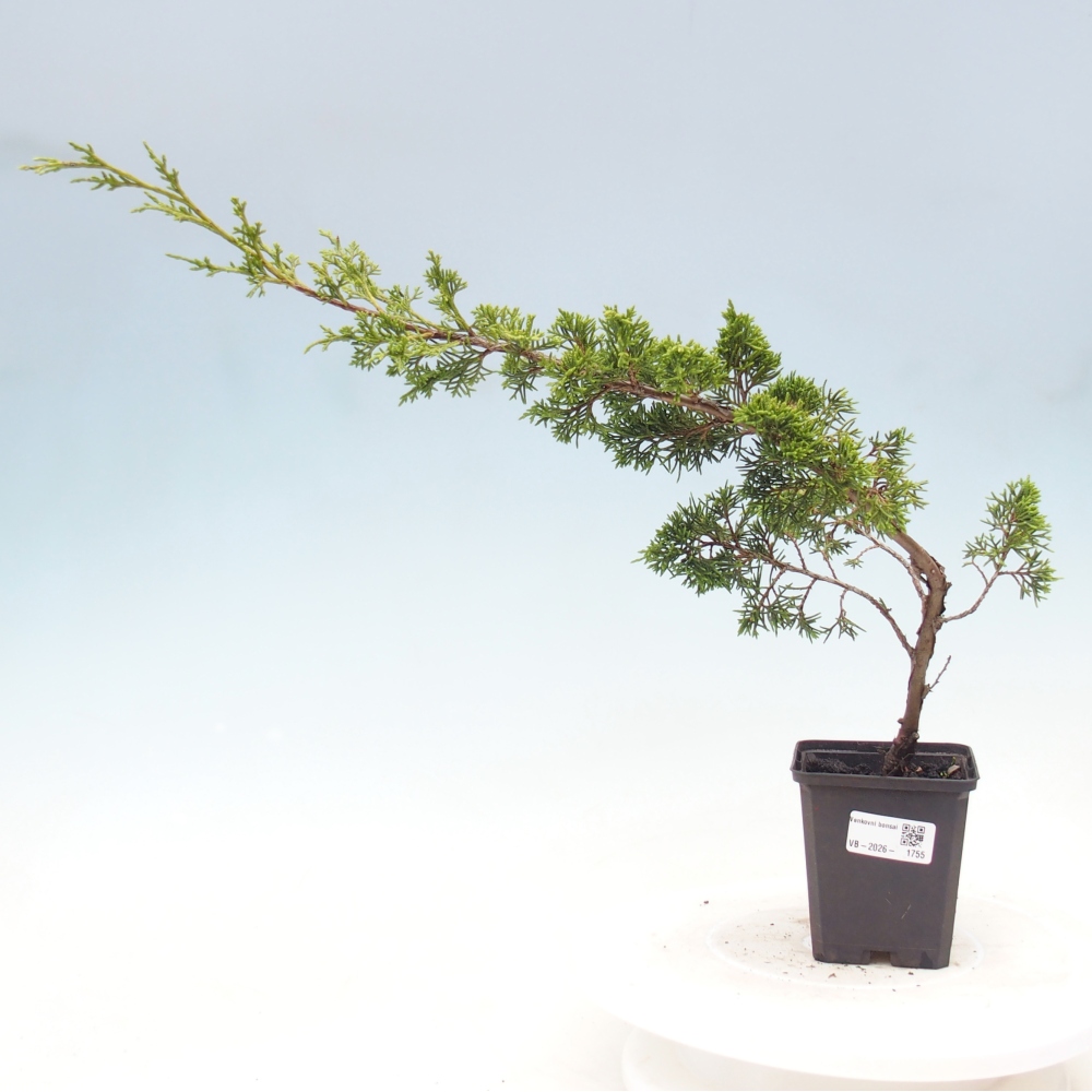 Bonsai für draußen - Juniperus chinensis Itoigawa
