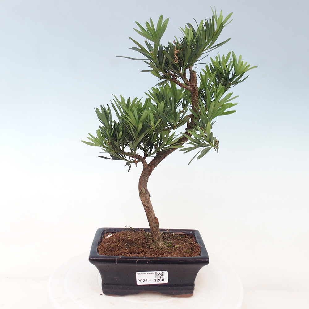 Zimmerbonsai - Podocarpus - Stein-Eibe