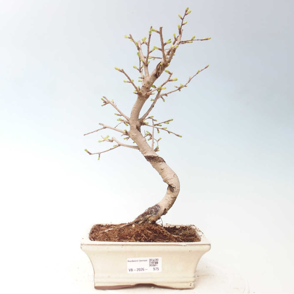 Bonsai für draußen -Pseudolarix amabis-Pseudolarix amabis