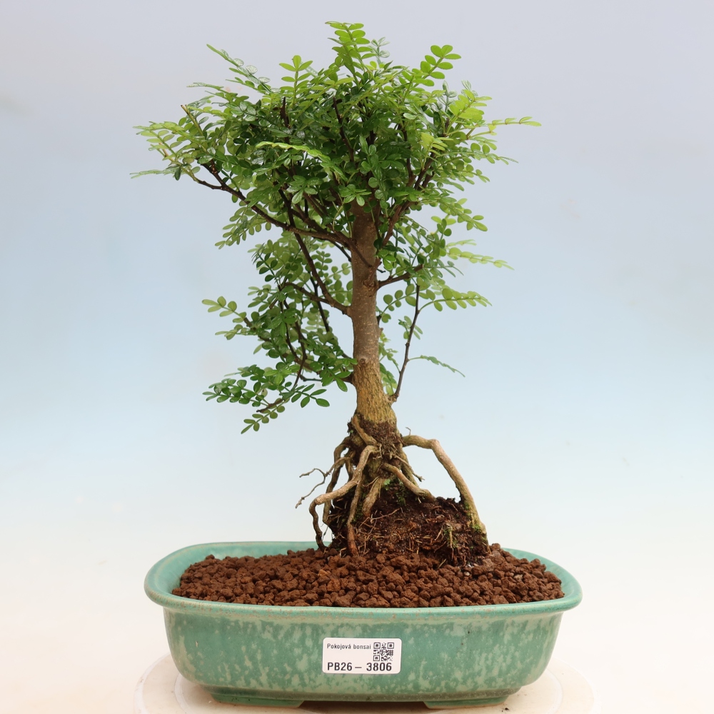 Zimmer Bonsai - Zantoxylum piperitum - Pfefferbaum