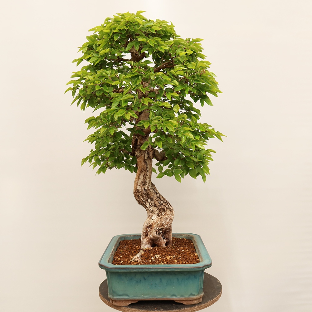 Bonsai für draußen - Karpinus Coreana - Koreanische Hainbuche