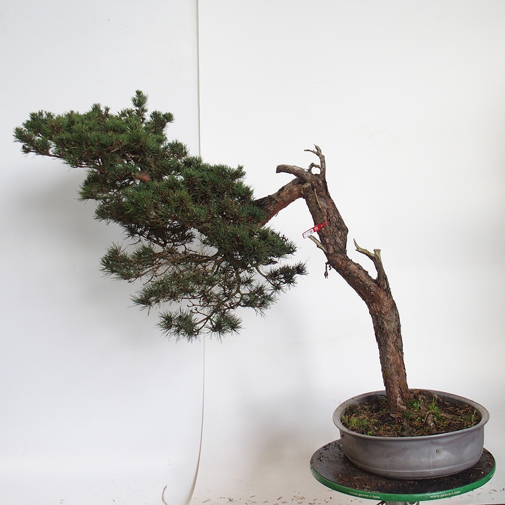 Yamadori - Pinus sylvestris Spanien