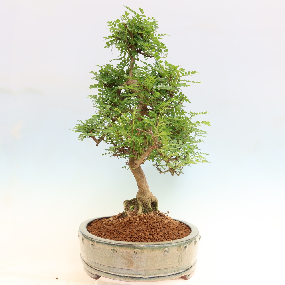 Zimmer Bonsai - Zantoxylum piperitum - Pfefferbaum