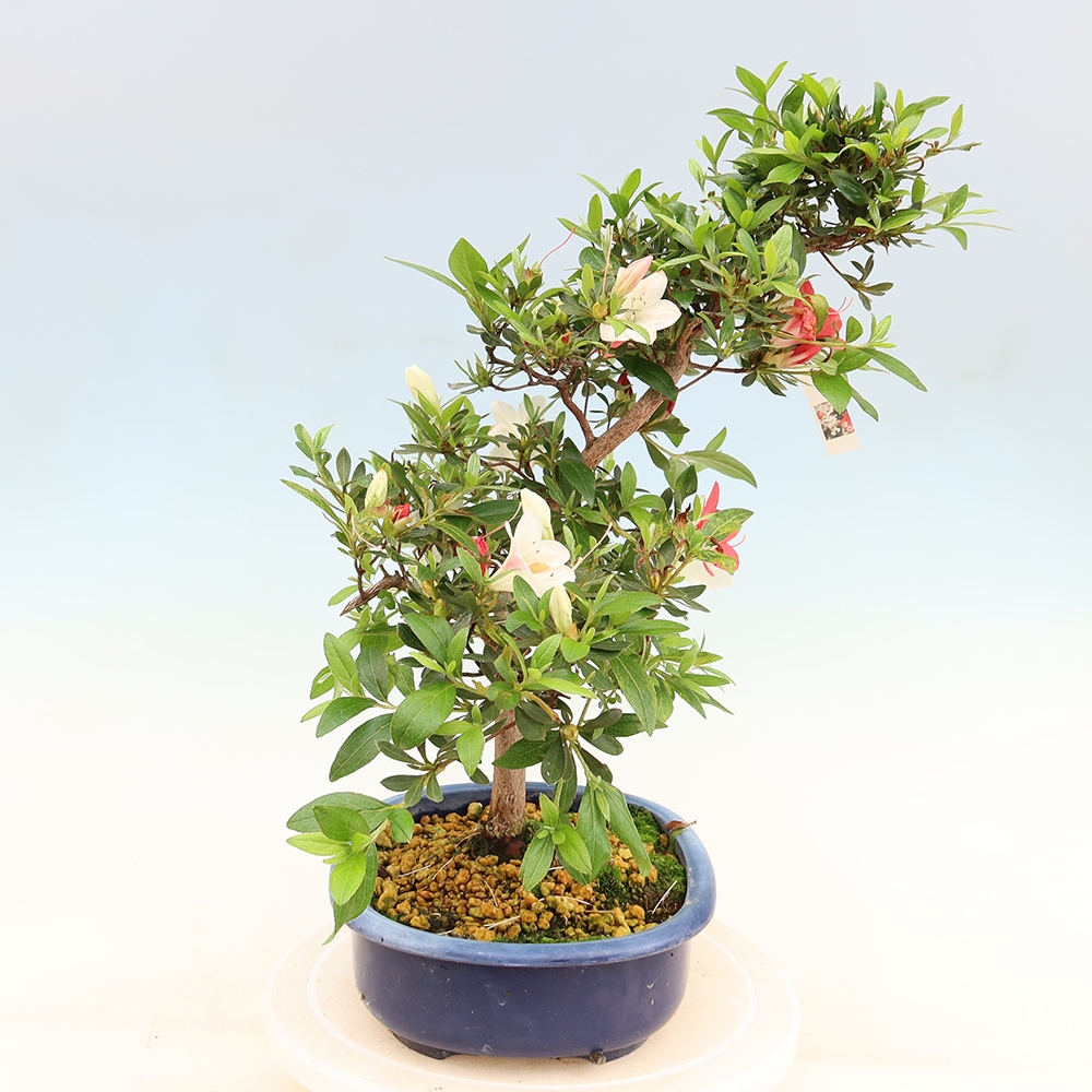 Bonsai für draußen - Japanische Azalee - Azalee Senhime