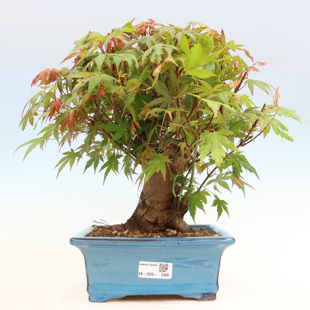 Bonsai für draußen - Ahorn Burger - Acer Burgerianum