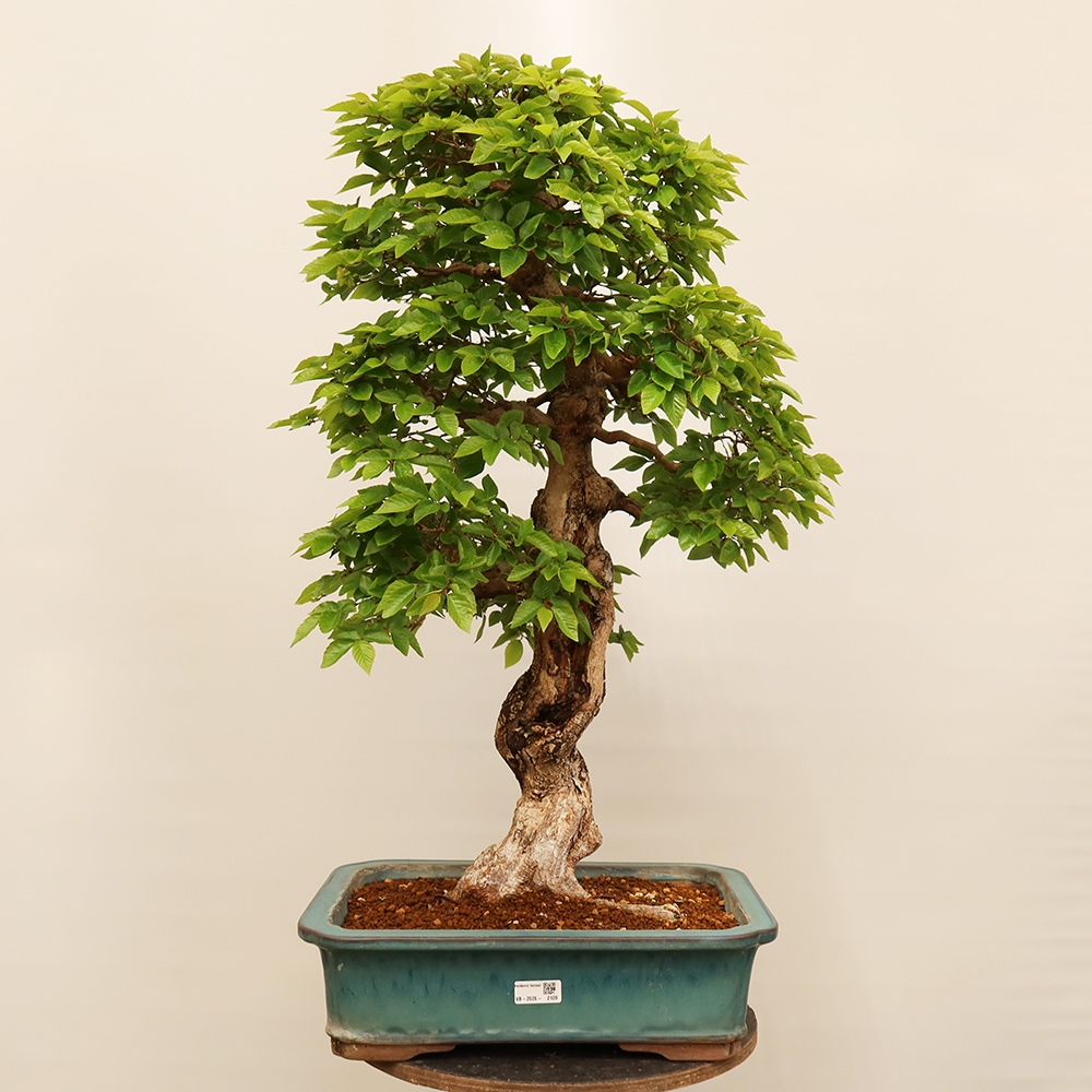 Bonsai für draußen - Karpinus Coreana - Koreanische Hainbuche
