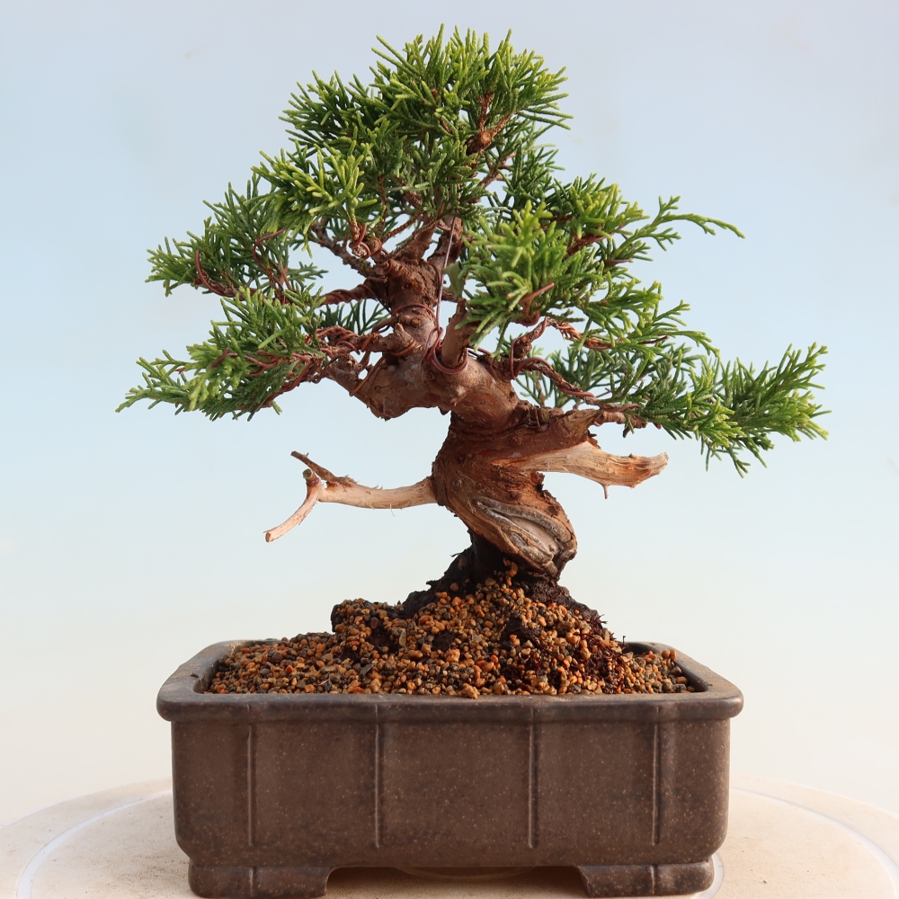Bonsai für draußen - Juniperus chinensis Itoigawa