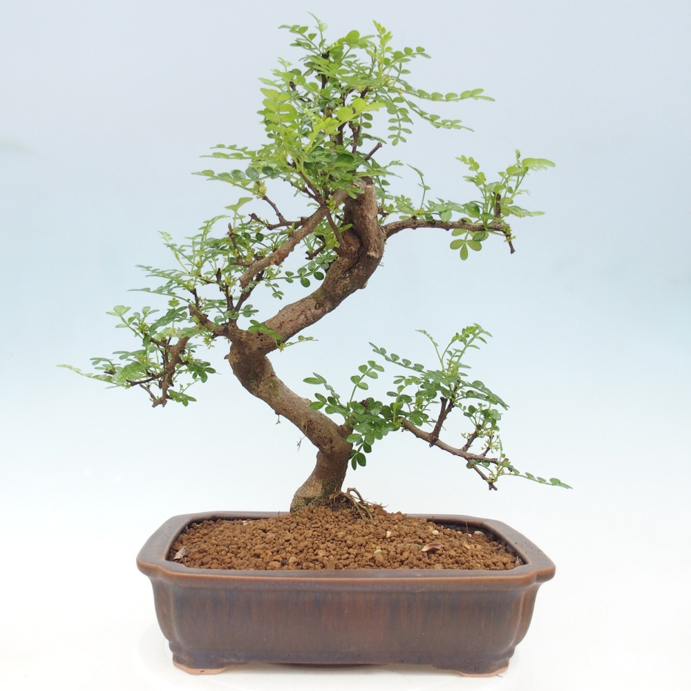 Zimmer Bonsai - Zantoxylum piperitum - Pfefferbaum