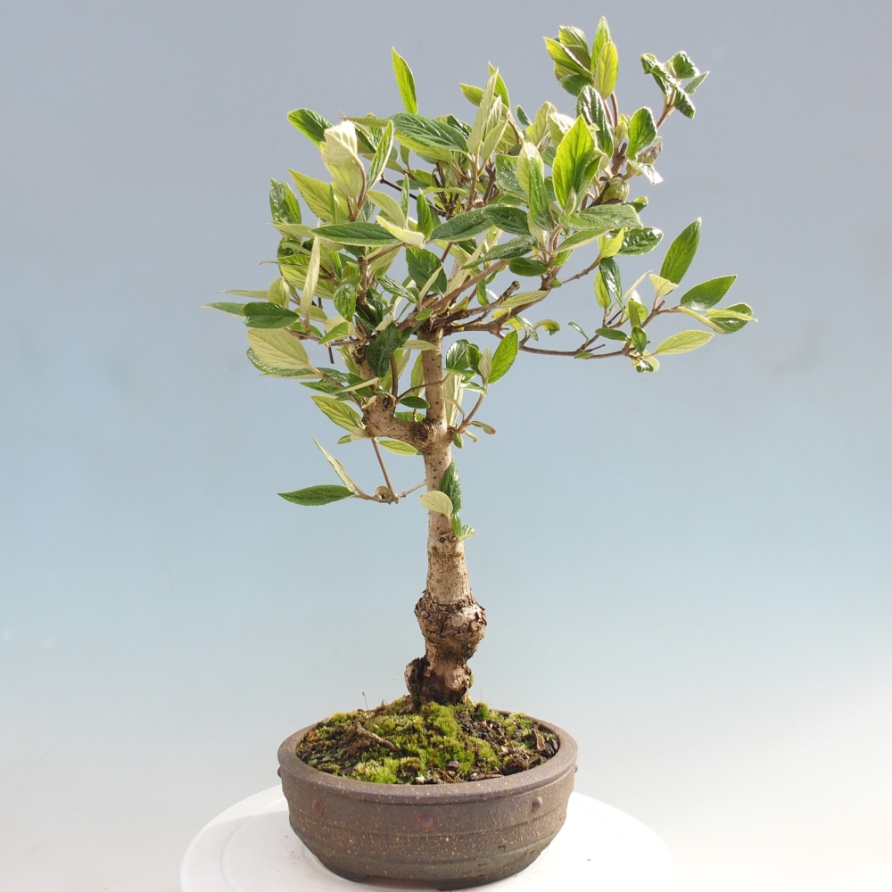 Bonsai für draußen - Kalina Bodnanská - Viburum carlesii hemsi