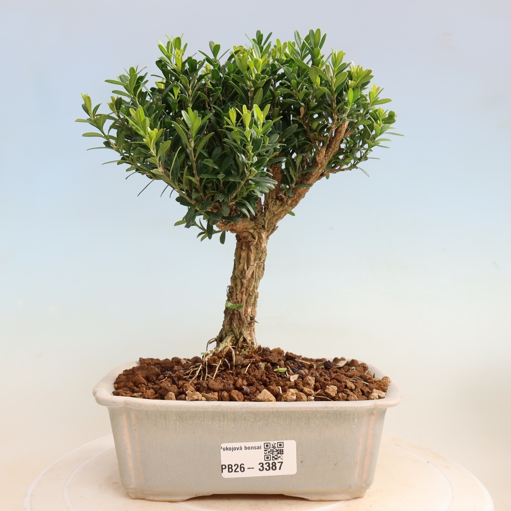 Zimmer Bonsai - Buxus harlandii - Korkbuxus