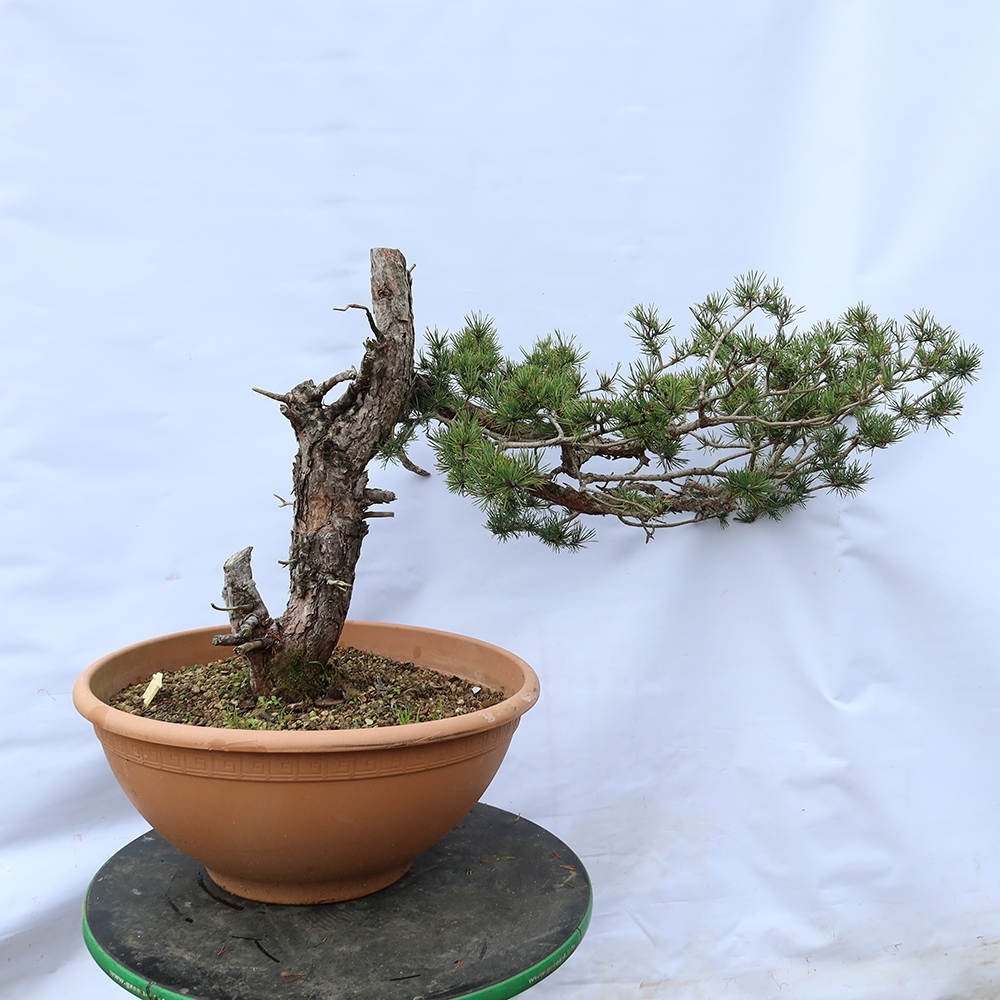 Pinus sylvestris Spanien – Waldkiefer