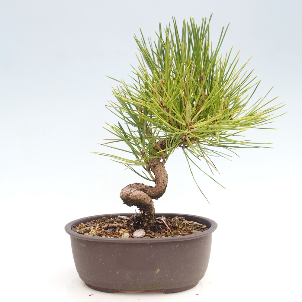Bonsai für draußen - Pinus thunbergii - Thunberg-Kiefer