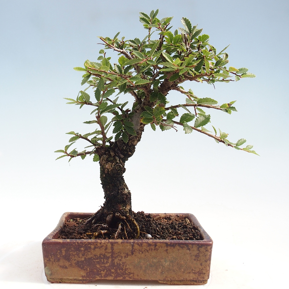 Bonsai für draußen - Zelkova - Zelkova NIRE