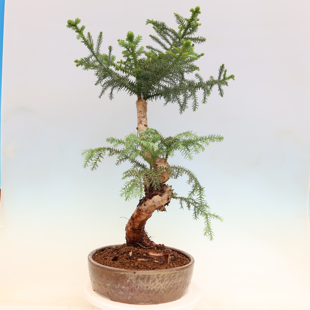 Zimmer Bonsai - Araucaria - Zimmer Fichte