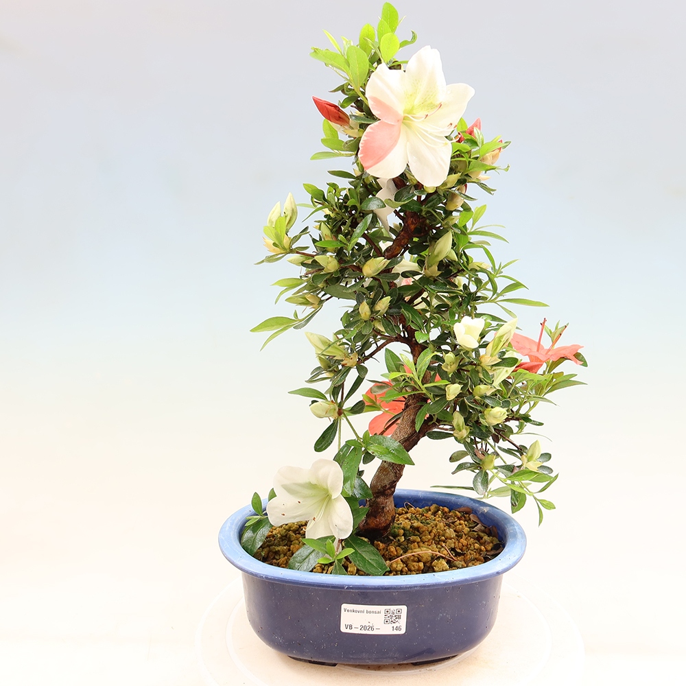 Bonsai für draußen - Japanische Azalee - Azalee Asahi-no-izumi