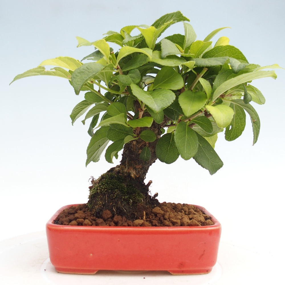 Bonsai für draußen - Celastrus orbiculatus