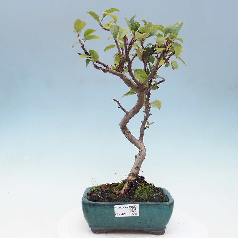Outdoor-Bonsai -Malus halliana - Kleinfrüchtiger Apfelbaum