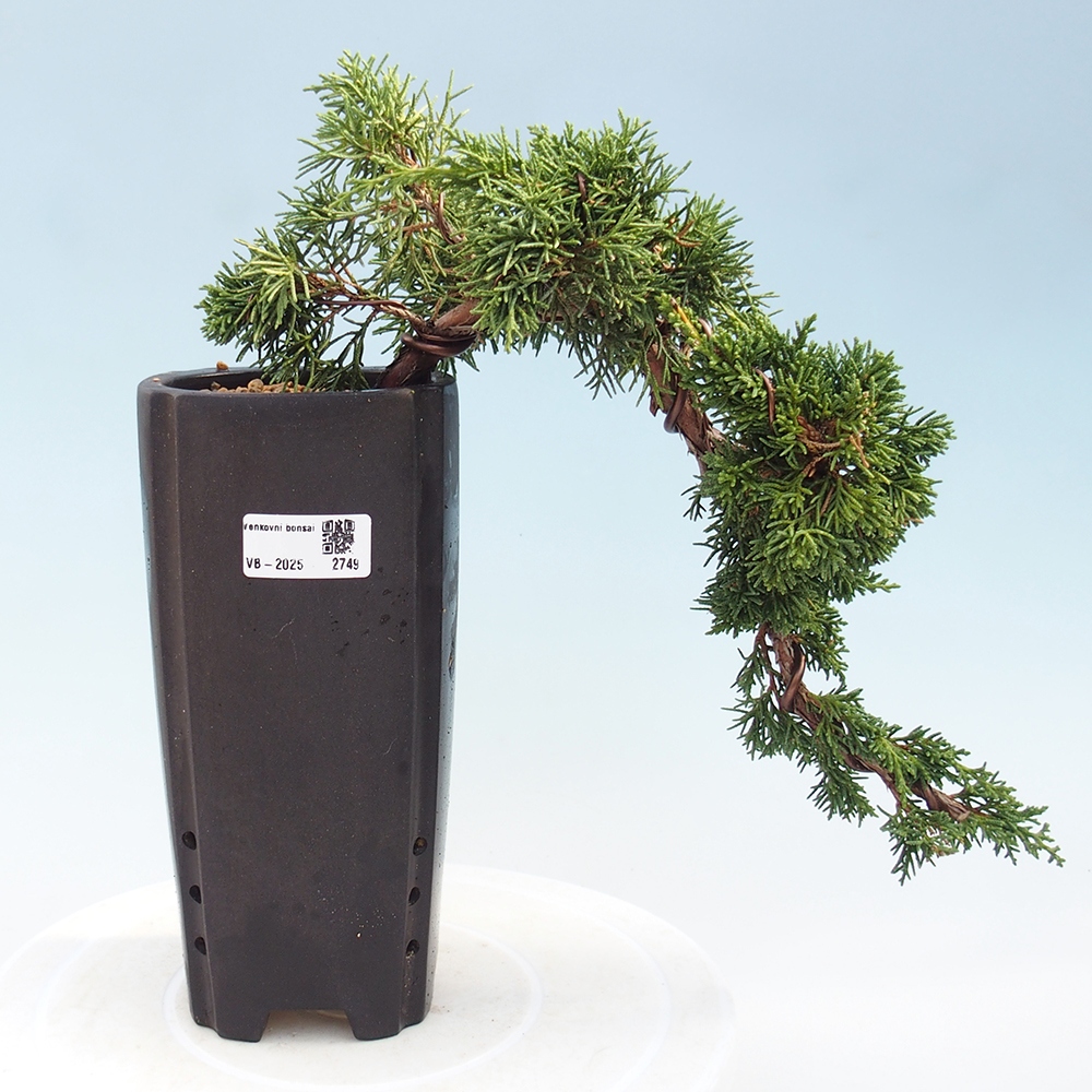 Bonsai für draußen - Juniperus chinensis Kishu