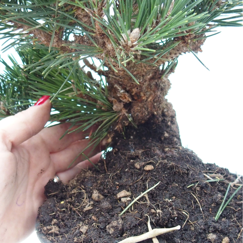 Bonsai für draußen - Pinus thunbergii senjyumaru - Thunberg-Kiefer