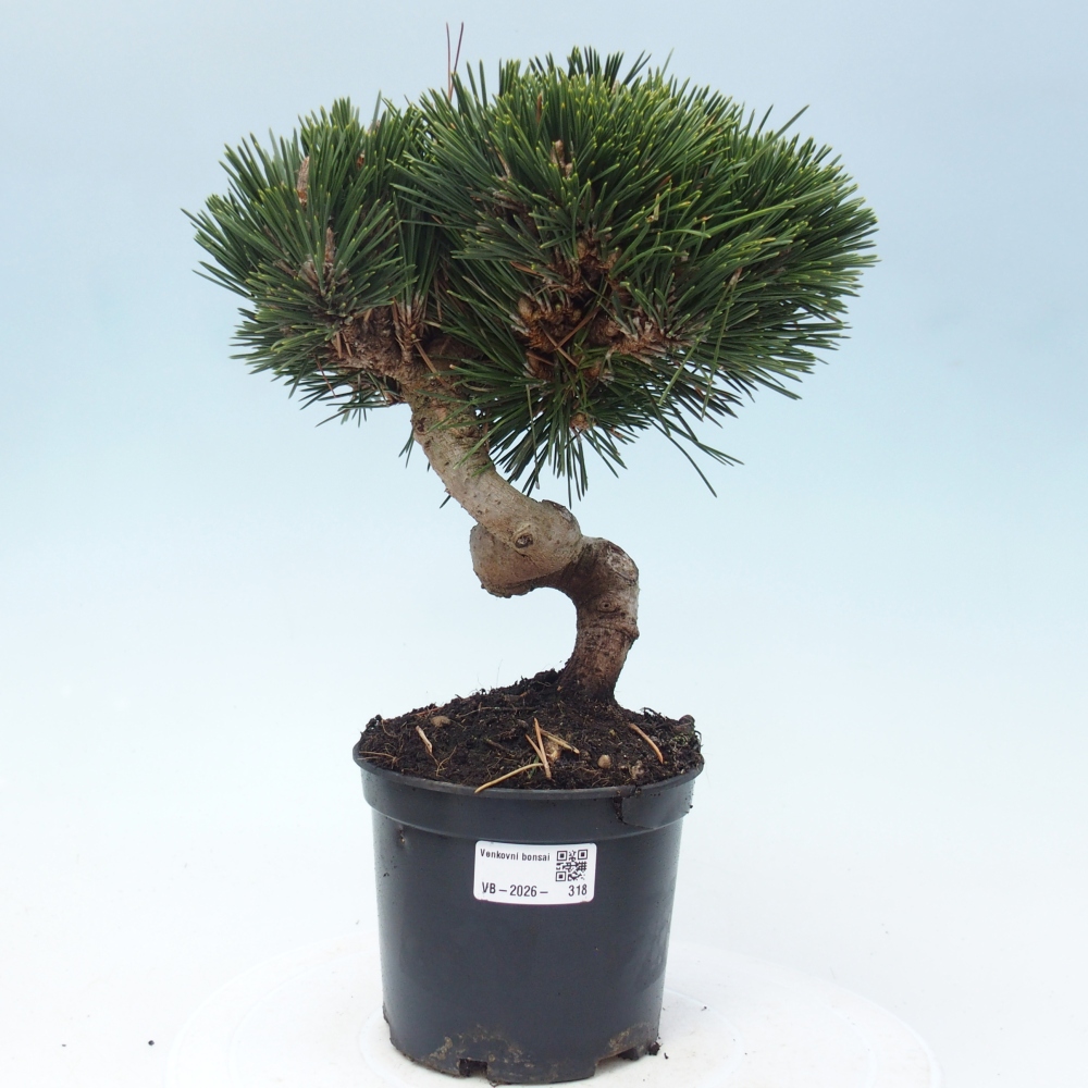 Bonsai für draußen - Pinus thunbergii senjyumaru - Thunberg-Kiefer