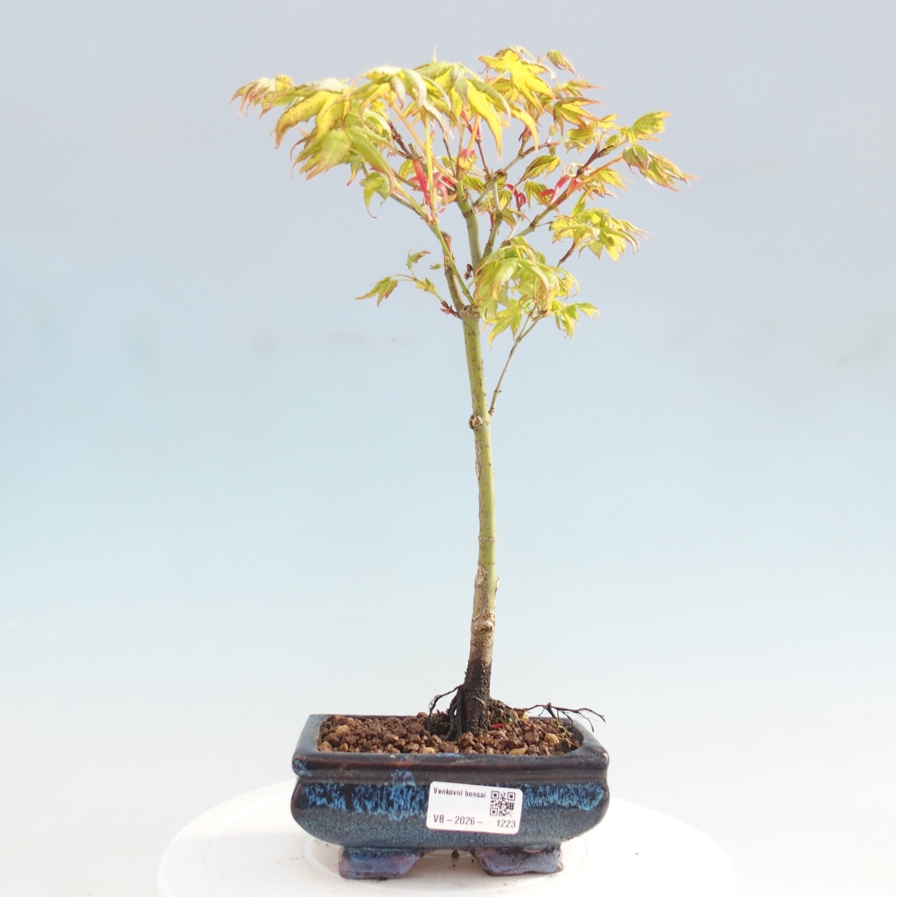 Acer palmatum Aureum - Goldahorn