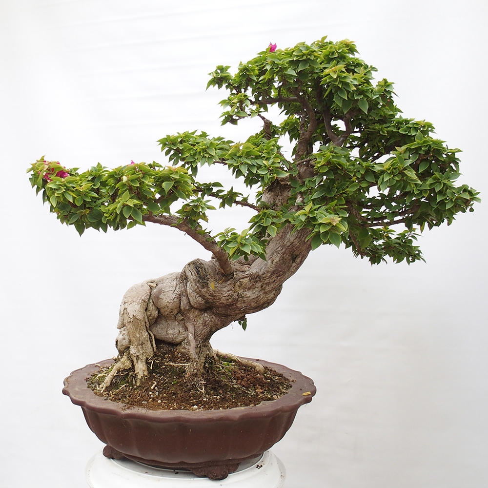 Zimmer Bonsai - Bouganwilea