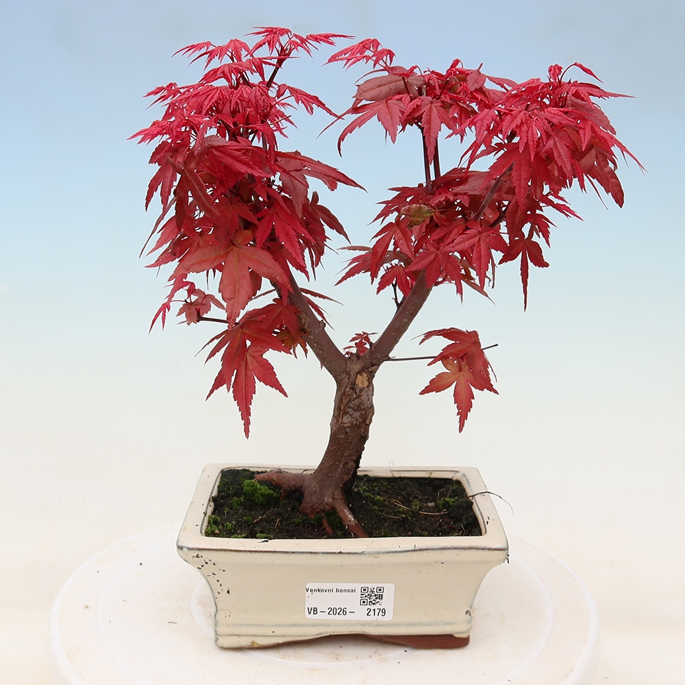 Bonsai für draußen - Acer palmatum DESHOJO